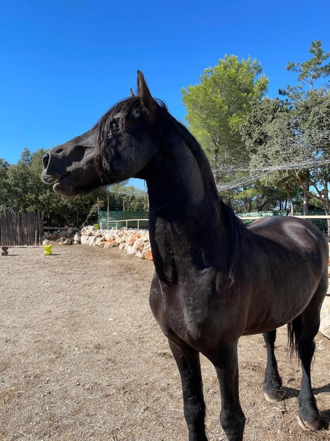 Les Gites Du Parc Animalier De Ginasservis Экстерьер фото