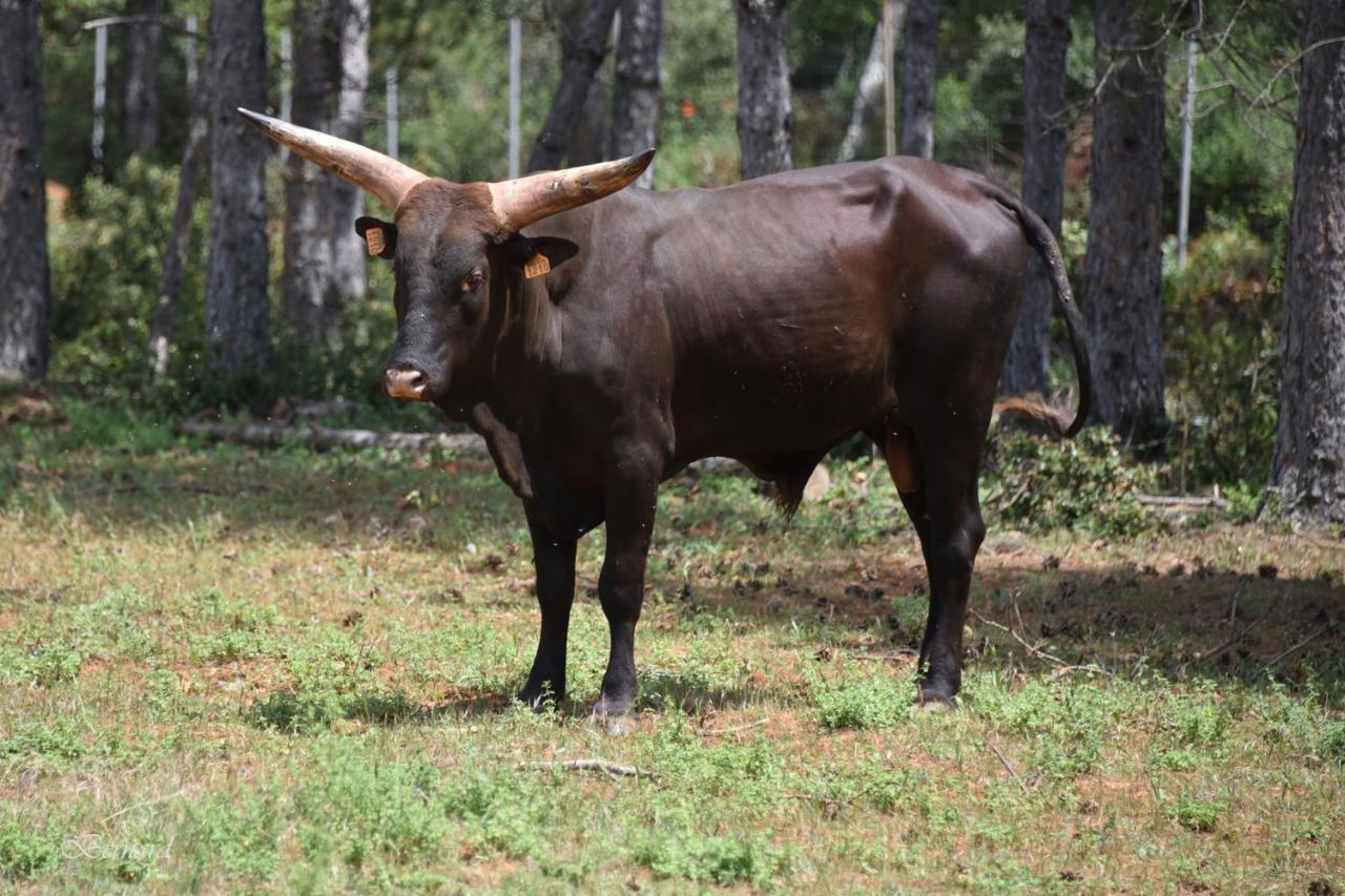 Les Gites Du Parc Animalier De Ginasservis Экстерьер фото