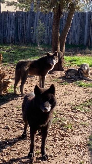 Les Gites Du Parc Animalier De Ginasservis Экстерьер фото